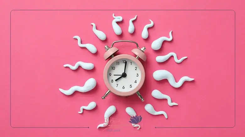 حساب أيام التبويض لحدوث الحمل Calculating ovulation days for pregnancy