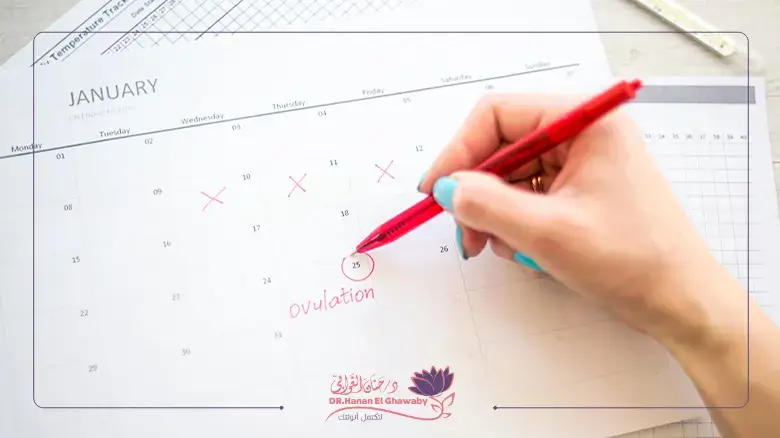 حساب أيام التبويض لحدوث الحمل Calculating ovulation days for pregnancy