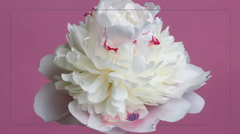 فوائد حقن البلازما لتجديد شباب المهبل