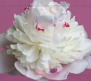 فوائد حقن البلازما لتجديد شباب المهبل